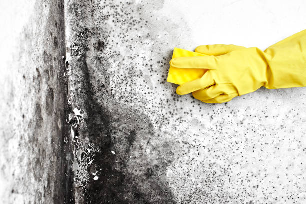 Best Biohazard Mold Removal  in Bronx, NY